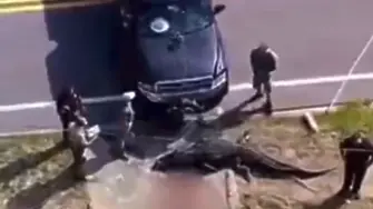 Намериха тялото на жена в челюстите на 4-метров алигатор във Флорида