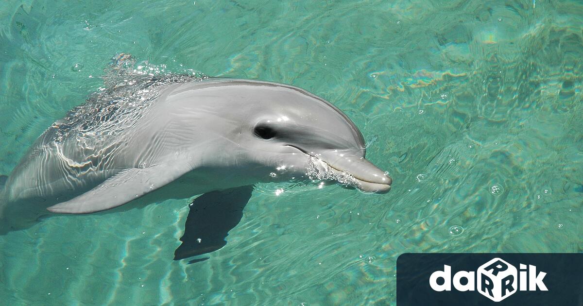 Повече от сто делфина са открити мъртви в бразилската част