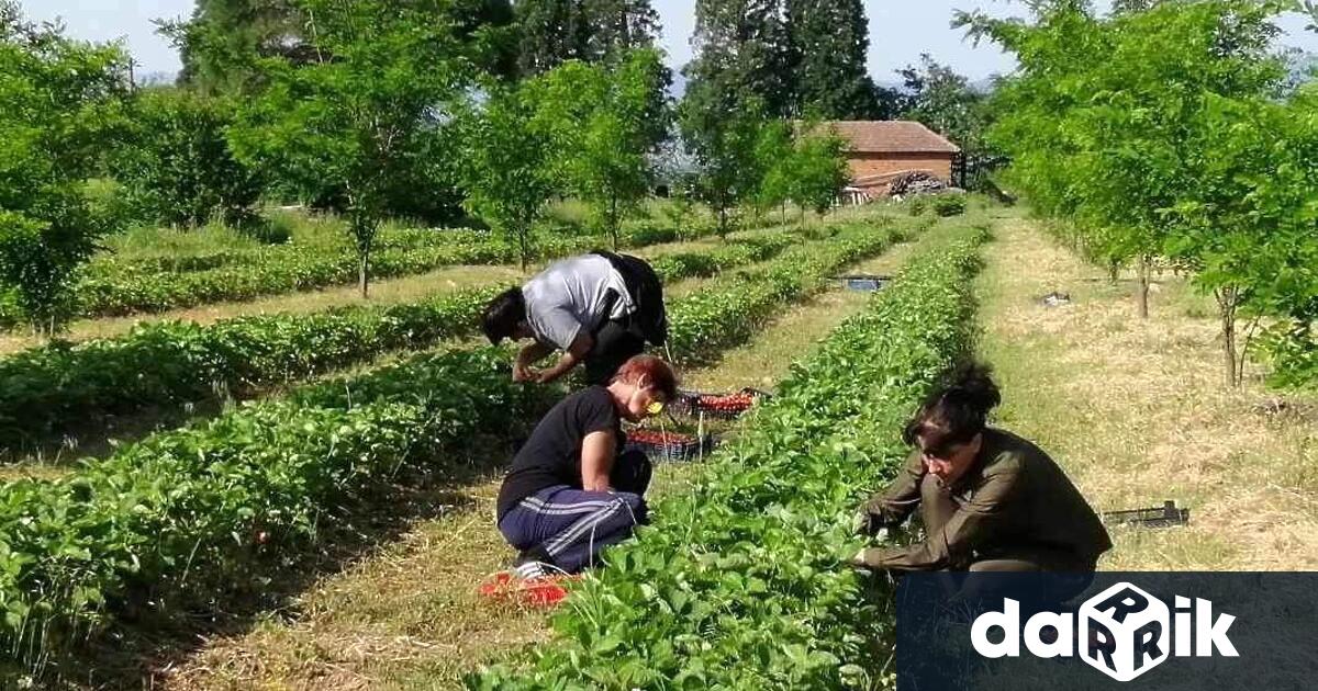 Разсадникът създаването на който анонснсира кандидатът за кмет Петър Пауновщее