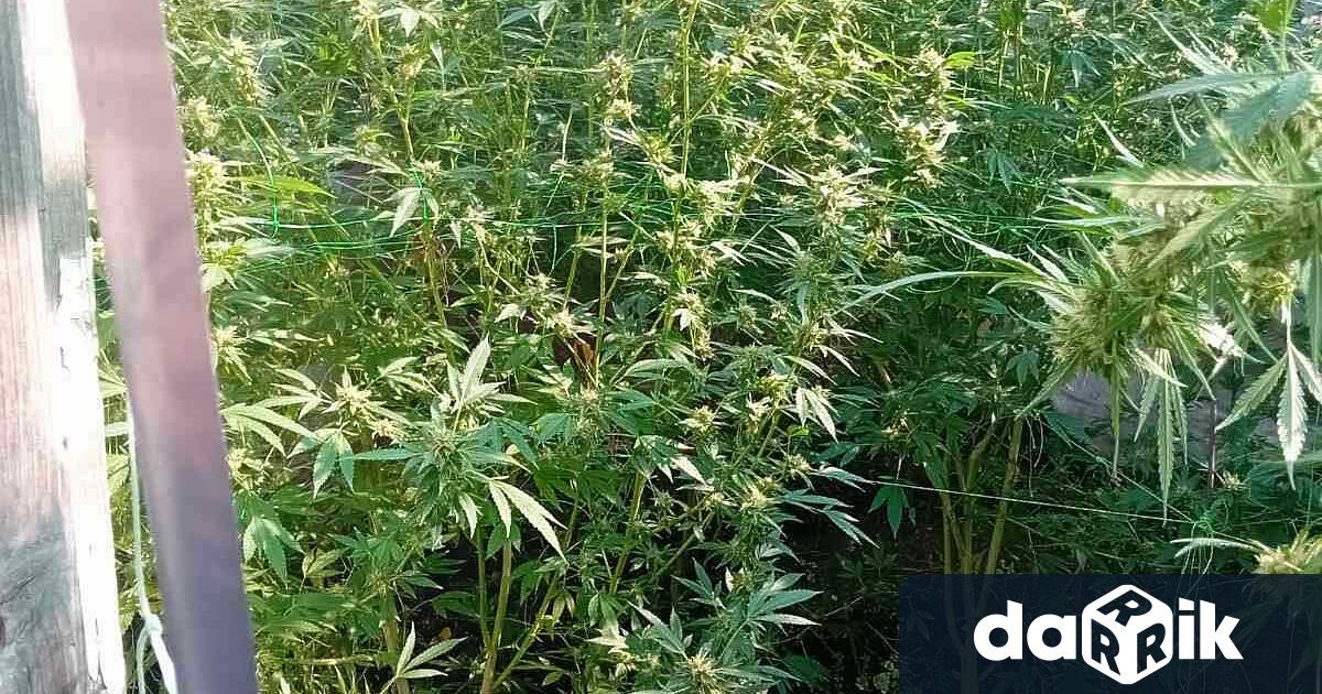Лаборатория за марихуана разкриха в пловдивското село Строево След извършена