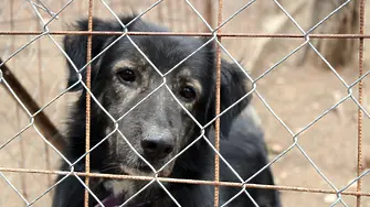 Десетки кучета, затворени в изоставена къща, тормозят жителите на столичен квартал