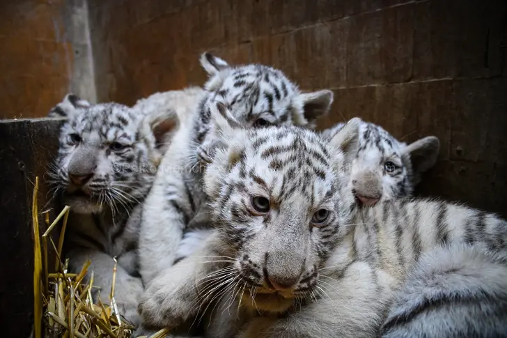 Четири бели тигърчета се родиха във варненския зоопарк