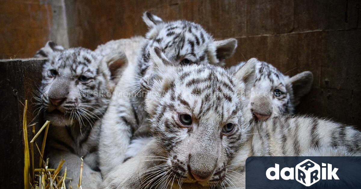 Четири бели тигърчета от вида бенгалски тигър са най новите бебета