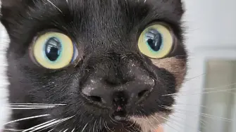 „Единствена по рода си“: Запознайте се с Нани Макфий - котката с два носа (видео и снимки)