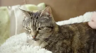 Британска котка счупи световен рекорд с мъркането си (видео)
