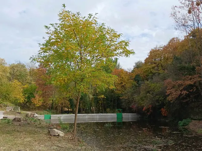 Първите 20 ароматни водни лилии бяха посадени днес в парк „Кайлъка”