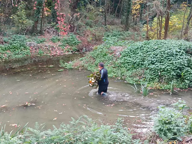 Първите 20 ароматни водни лилии бяха посадени днес в парк „Кайлъка”