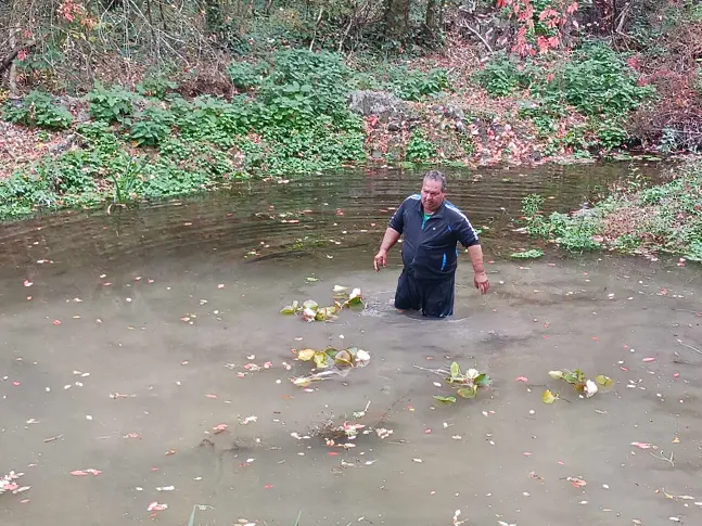 Първите 20 ароматни водни лилии бяха посадени днес в парк „Кайлъка”