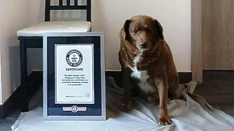 Почина Боби - най-възрастното куче в света