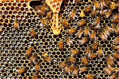 Проект за увеличаване на пчелните семейства по програма за развитие на селските райони