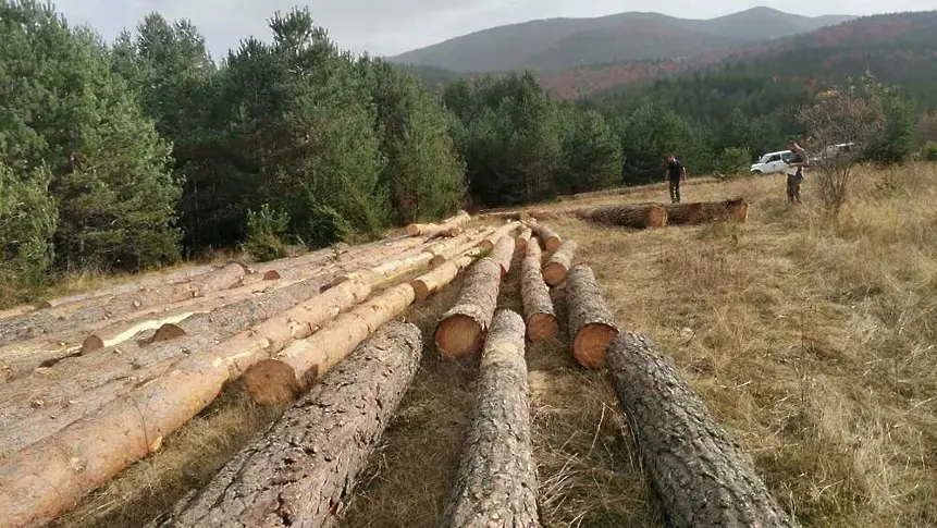 Задържаха 100 куб. м незаконна дървесина в Батак