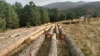 Задържаха 100 куб. м незаконна дървесина в Батак