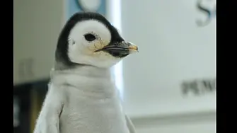 За пръв път от 13 години: Пингвинче от рядък вид се излюпи в увеселителен парк в САЩ (видео и снимки)