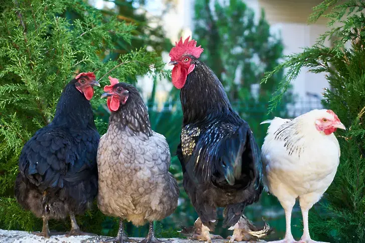 Птичи грип откриха във ферма със 171 хил. кокошки в пазарджишко село