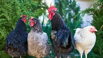 Птичи грип откриха във ферма със 171 хил. кокошки в пазарджишко село