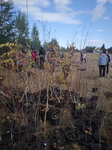 150 брезички бяха засадени до Спортния комплекс в град Левски 