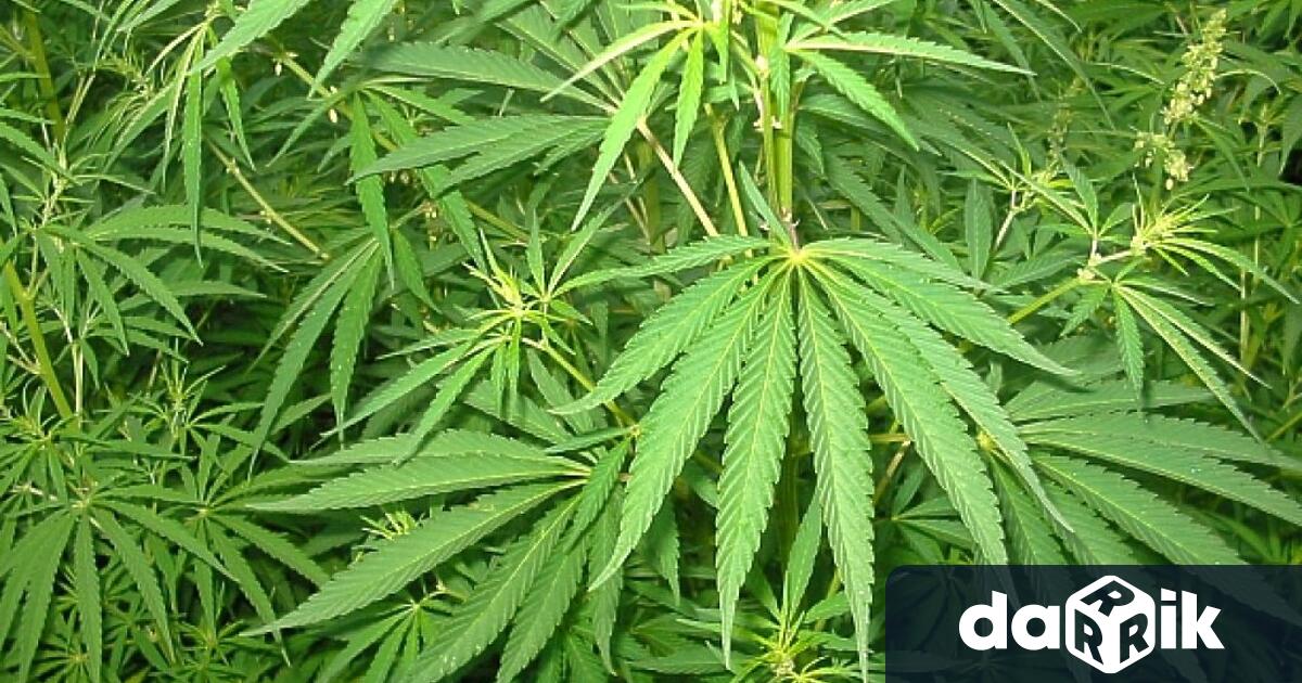 Полицията откри нива с марихуана в двора на къща намираща