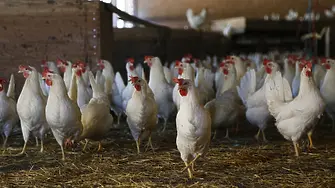 Ново огнище на птичи грип в Пазарджишко обяви БАБХ