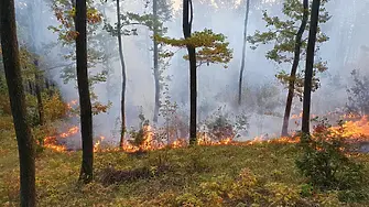 52 горски пожара през 2023 в СЗДП Враца