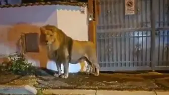 Лъв избяга от цирк и паникьоса италианско градче (видео)