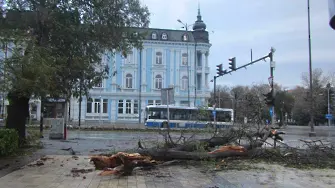 Ураганът повали десетки дървета във Варна (снимки)