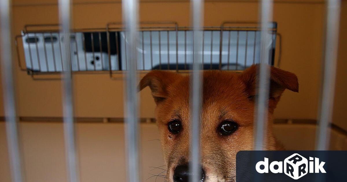 ЮжнаКореявъзнамерява да забрани консумацията на кучешко месо и така да