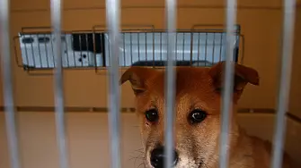Южна Корея планира да забрани консумацията на кучешко месо