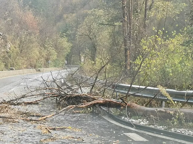  На 12 сигнала за паднали дървета реагирали огнеборци в  Смолянско през почивните дни 
