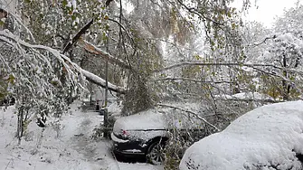 Над 800 сигнала за паднали дървета и клони в София