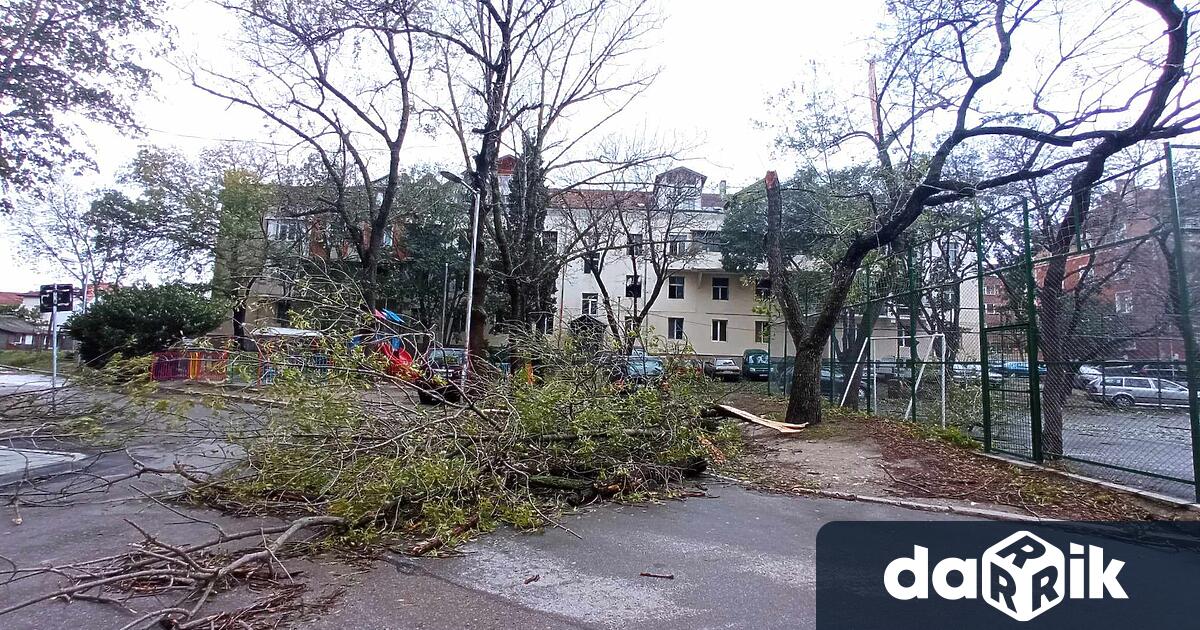 Силната бурявъв Варна преди седмица взе жертва след като клони