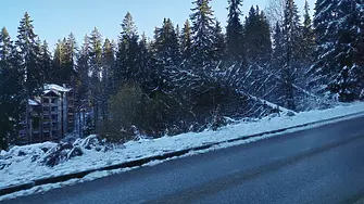 Затвориха проходите “Рожен” и “Превала” за камиони, снежната покривка в Смолянско надхвърли 20 см 