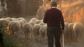 До 30 000 евро е увеличена стартовата помощ за "нови фермери" до 65 години