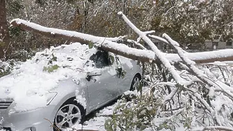 Как да действаме, ако паднало дърво нанесе щети на колата ни
