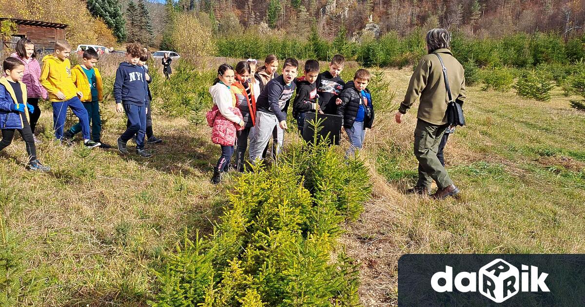 ДГС Смилян започва продажбата на коледни елхи произведени държавните