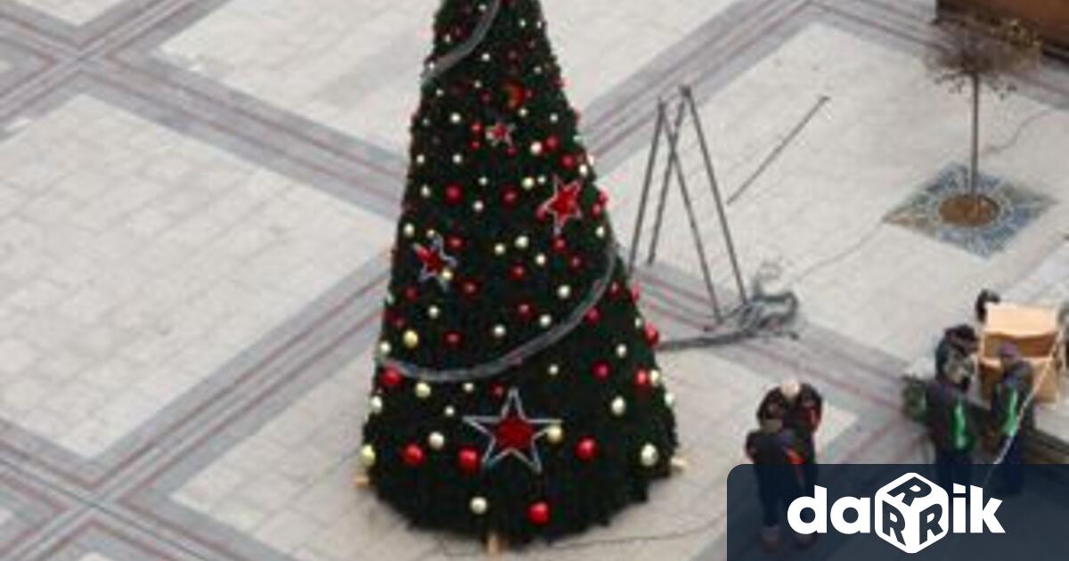Коледната елха на площад Бдинци вече е готова да засияе