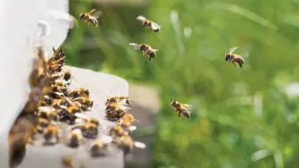 Как да опазим българската медоносна пчела?