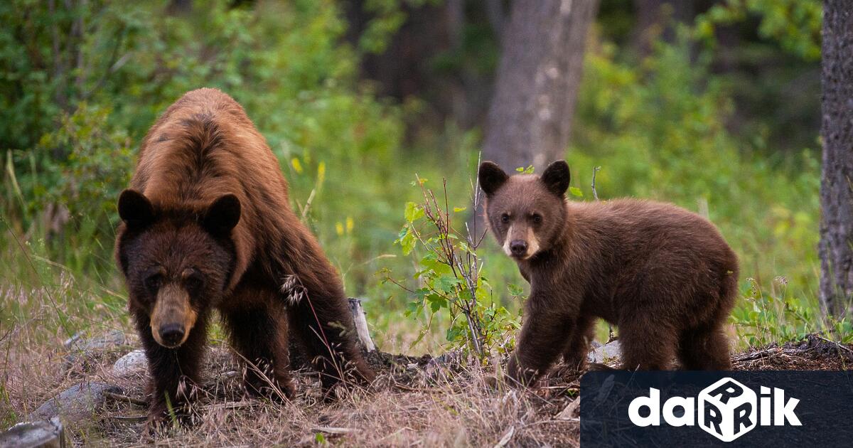 Видео с мечки разхождащи се по заснежен път набраха голяма