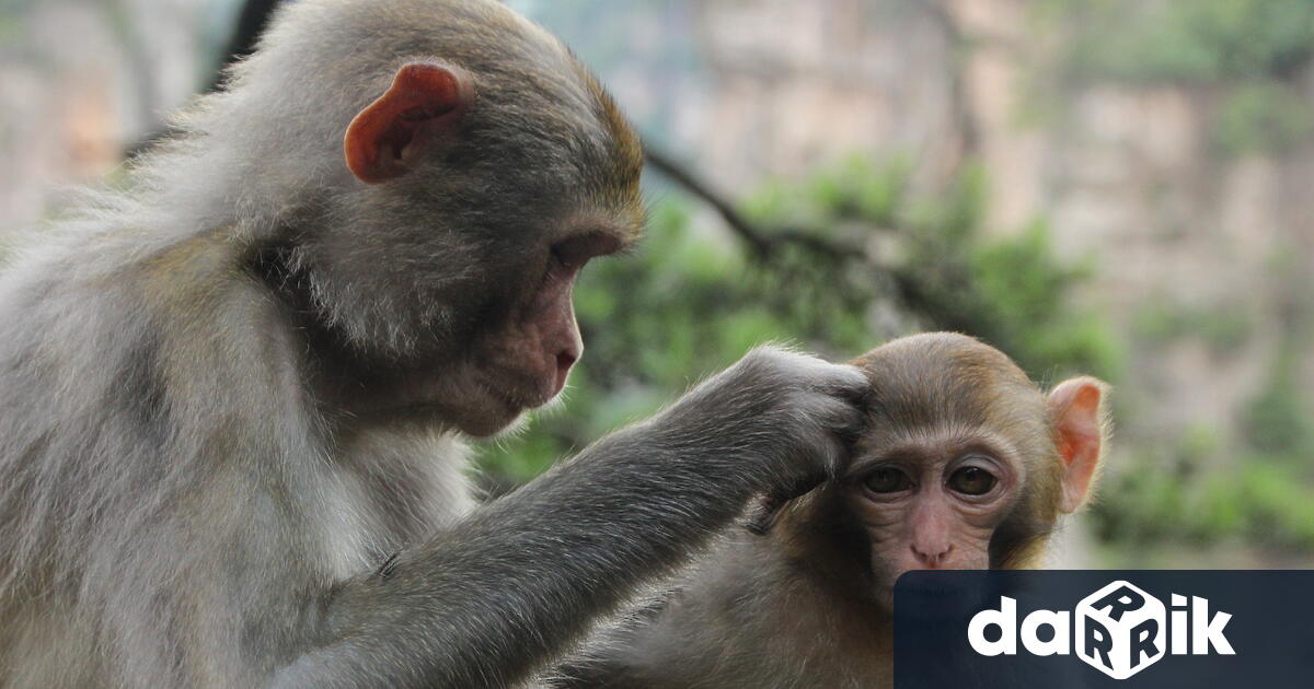 Маймуна и сурикат в зоологическата градина в София са починали,