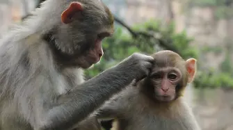 Маймуна и сурикат, хранени от посетители, са починали в софийския зоопарк