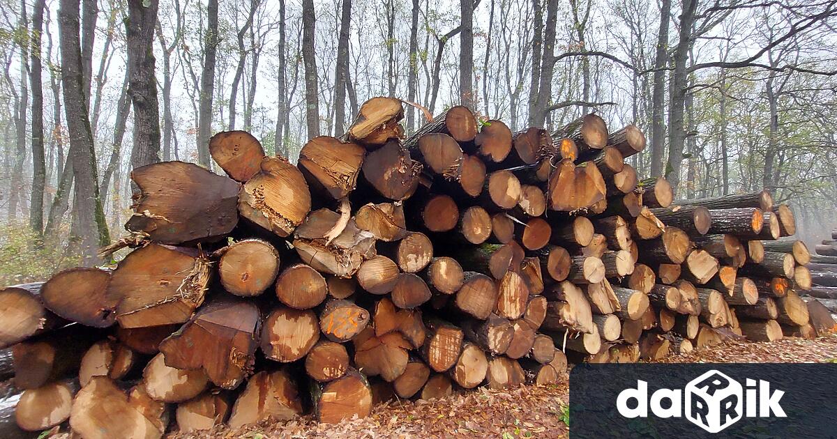 3 010 проверки са извършили лесовъдите в горите на Централна
