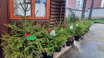 Коледни дръвчета продават в 9 поделения на СЗДП Враца
