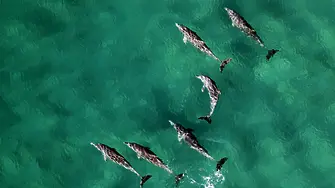 Климатичните промени сериозно застрашават китовете и делфините