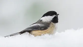 Как оцеляват птиците през зимата