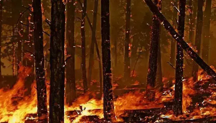 2585 дка гори засегнати от пожари в Североизточна България през 2023 г.