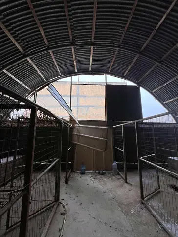 Работници се държали като началници с директора на приюта за бездомни кучета във Варна