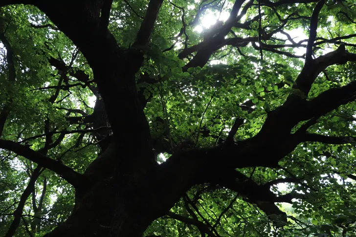  Нови вековни дървета са обявени за защитени в землището на Русе