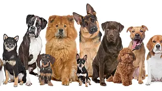 Община Мездра напомня, че крайният срок за плащане на годишната такса за притежаване на куче е 31 март