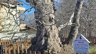 170 са вековните дървета в Южна България