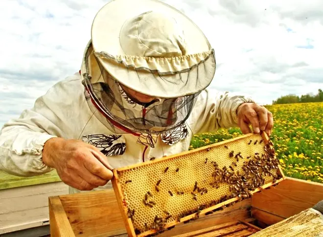 Над 6 млн. лв. за пчеларите, приемът на документи е до 22 февруари
