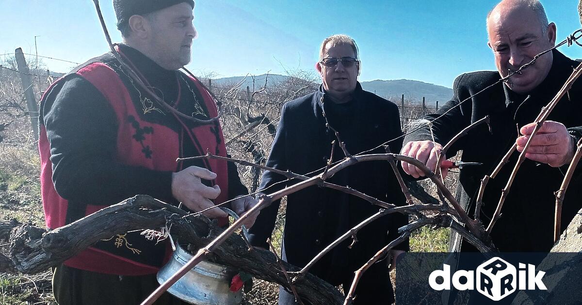 В Черноморец по традиция зарязаха лозята днес на празника на
